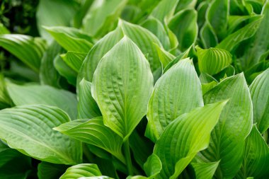 Doğal yeşil bitki yurdu. Yaprak dokusu yakın plan.