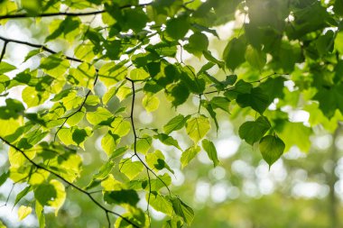 Yeşil yapraklar ve Bokeh parkın arka planında güneş ışığı. Duvar kağıdı için güzel bir arka plan. Seçici Odaklanma.