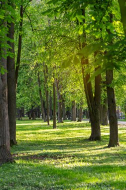 Güneşli bir bahar gününde şehir parkının güzel manzarası.