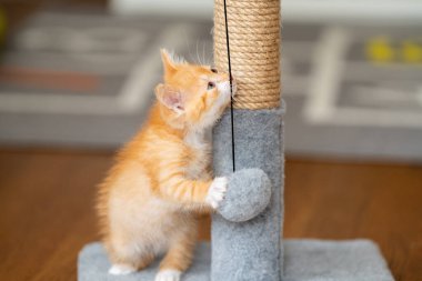 Zencefilli küçük şirin kedi yavrusu tırmalama kazığıyla oynuyor. Kediler için eğlence. Evcil hayvanlar