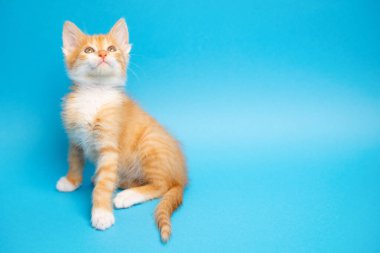 Mavi arka plandaki kızıl tekir kedicik yukarı bakıyor. Hayvan portresi. Evcil hayvan. Oturup poz vermek. Güzel komik kedi yavrusu. Boşluğu kopyala