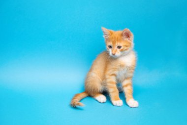 Mavi arka plandaki kızıl tekir kedicik aşağı bakıyor. Hayvan portresi. Evcil hayvan. Oturup poz vermek. Boşluğu kopyala