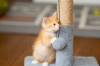 Zencefilli küçük şirin kedi yavrusu tırmalama kazığıyla oynuyor. Kediler için eğlence. Evcil hayvanlar