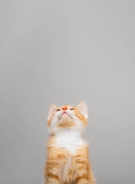 Kızıl kedi yavrusu yukarı bakıyor. Ev hayvanı. Turuncu kedi. Hayvan bakımı ve eğitimi. Merak ve dünyayı keşfetmek. Uzayı kopyala Metin için yer.