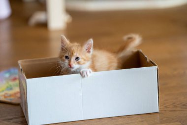 Zencefilli küçük şirin kedi yavrusu küçük bir kutuda oynuyor. Kediler için eğlence. Evcil hayvanlar