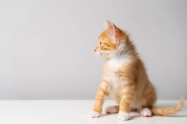 Gri arka plandaki kızıl tekir kedi yavrusu başka yere bakıyor. Hayvan portresi. Evcil hayvan. Oturma pozu