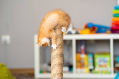 Zencefilli küçük şirin kedi yavrusu tırmalama kazığıyla oynuyor. Kediler için eğlence. Evcil hayvanlar