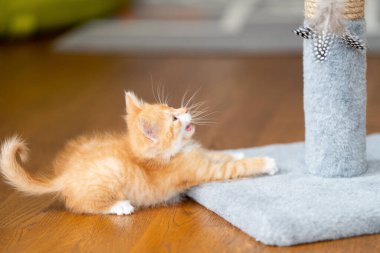 Zencefilli küçük sevimli kedi yavrusu tırmalama direğiyle oynuyor. Kediler için eğlence. Evcil hayvanlar. Seçici odak