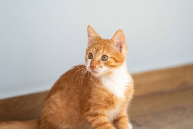 Zencefilli tekir kedicik yerde otururken yüzünü yana çevir. Hayvan portresi. Evcil hayvan. Oturup poz vermek. Güzel komik kedi yavrusu