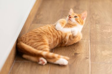 Zencefilli tekir kedicik yere bakıyor. Hayvan portresi. Hayvan pozu. Güzel komik kedi yavrusu