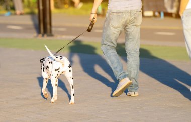 Güneşli bir yaz gününde Dalmaçyalı bir köpekle şehir parkında gezen tasmalı bir adam. Evcil hayvanlar ve hayvanlarla yürüyorum. Arka plan
