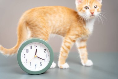 Gri arka planda saat ve turuncu kedi yavrusu. Günü planlamak, rutin işler ve uyanmak. Zaman yaz ya da kışa dönüşür. Sabah konsepti, uyanış. Saat numaralarına odaklan.