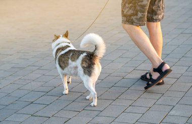 Güneşli bir yaz gününde elinde tasmayla bir köpekle şehir parkında yürüyen bir adam. Evcil hayvanlar ve hayvanlarla yürüyorum. Arka plan