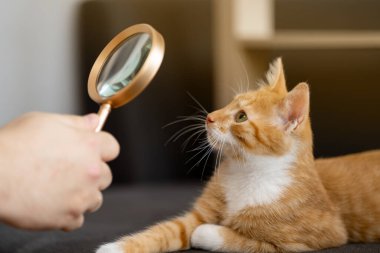 The owner looks at his orange cat through a magnifying glass. Self-examination of your pet for fleas and diseases. Tabby ginger kitten. Diagnostics clipart