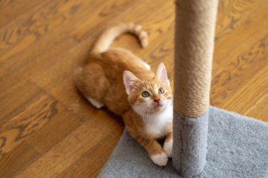 Zencefilli küçük şirin kedi yavrusu tırmalama kazığıyla oynuyor. Kediler için eğlence. Evcil hayvanlar