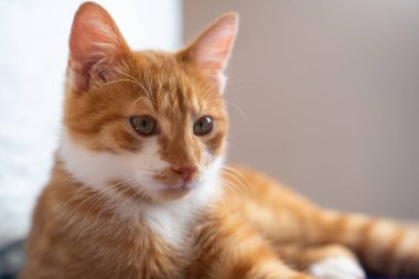 Beyaz lekeli kızıl bir kedinin portresi. Evcil hayvan. Şirin, genç bir kedi..