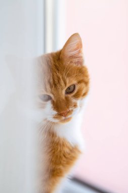 Perdenin arkasındaki pencerede kızıl bir kedinin portresi. Şefkat ve rahatlık. Sevimli bir evcil kedi pencere eşiğinde dinleniyor..