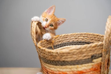 Sepette güzel, eğlenceli, evcil, kızıl bir kedi yavrusu. Evcil hayvan. Seçici odak