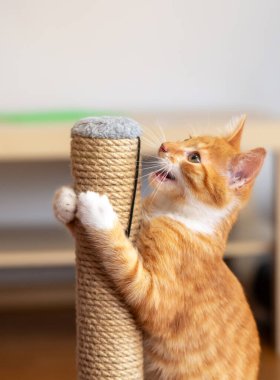 Zencefilli küçük şirin kedi yavrusu tırmalama kazığıyla oynuyor. Kediler için eğlence. Seçici odak