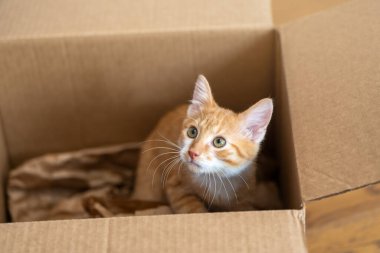 Zencefilli küçük şirin kedi küçük bir kutuda oynuyor. Kediler için eğlence. Evcil hayvanlar