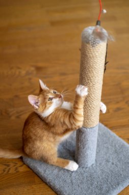 Zencefilli küçük şirin kedi yavrusu tırmalama kazığıyla oynuyor. Kediler için eğlence. Seçici odak