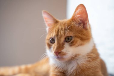 Portrait of a lying red young cat. Orange cat. Pets. Cute pet. clipart