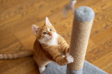 Zencefilli küçük şirin kedi yavrusu tırmalama kazığıyla oynuyor. Kediler için eğlence. Seçici odak