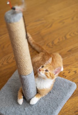 Zencefilli küçük şirin kedi yavrusu tırmalama kazığıyla oynuyor. Kediler için eğlence. Seçici odak