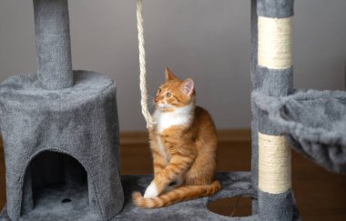Zencefilli ev kedisi kedi kulesinde oturuyor. Evcil hayvan evi, kazıma kazıkları olan ağaç..