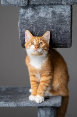 Zencefilli ev kedisi kedi kulesinde oturuyor. Evcil hayvan evi, kazıma kazıkları olan ağaç..