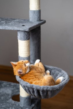 Kedi kulesinde yatan kızıl, yerli, oyuncu kedi. Evcil hayvan evi yatağı, kazıma kazıkları olan ağaç..