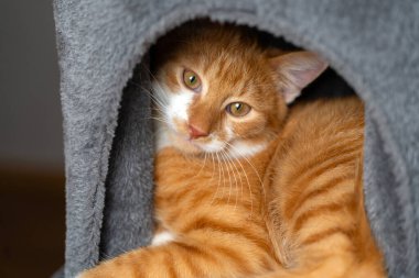 Zencefilli ev kedisi kedi evinde uyuyor. Kedi kulesi, tırmalama direkleri olan ağaç. Yakın plan portre