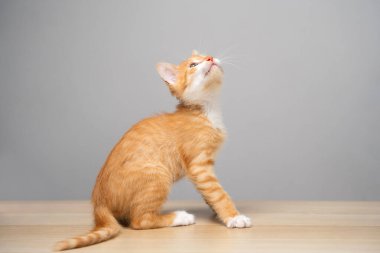 Gri arka plandaki kızıl tekir kedicik yukarı bakıyor. Hayvan portresi. Evcil hayvan. Oturup poz vermek. Güzel komik kedi yavrusu. Uzayı kopyala Seçici odak