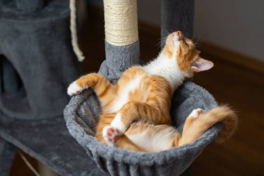 Kedi kulesinde yatan kızıl, yerli, oyuncu kedi. Evcil hayvan evi yatağı, kazıma kazıkları olan ağaç..