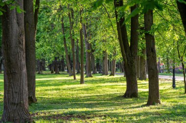 Güneşli bir bahar gününde şehir parkının güzel manzarası.