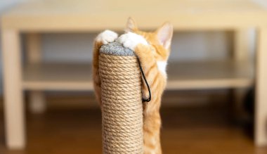 Zencefilli küçük şirin kedi yavrusu tırmalama kazığıyla oynuyor. Kediler için eğlence. Kedi patilerine odaklan. yakın plan