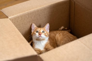 Zencefilli küçük şirin kedi küçük bir kutuda oynuyor. Kediler için eğlence. Evcil hayvanlar