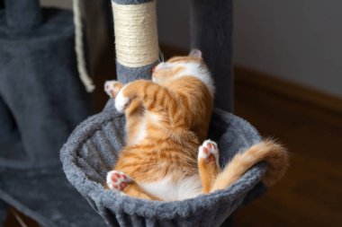 Kedi kulesinde yatan kızıl, yerli, oyuncu kedi. Evcil hayvan yatağı, çizik direkli ağaç. Pençeye odaklan.