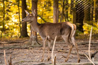 Güzel genç bir geyik güneşli bir günde sonbahar ormanında yürür..