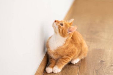 Zencefilli tekir kedicik yerde otururken yüzünü yana çevir. Hayvan portresi. Evcil hayvan. Oturup poz vermek. Güzel komik kedi yavrusu. Seçici odak