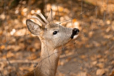 Güzel genç bir geyik güneşli bir günde sonbahar ormanında yürür. portre