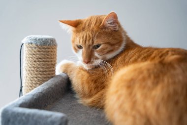 Bir portakal kedisi kedi ağacında bir yatakta dinleniyor. Kedi hayatının sakin ve rahat anı. Yurt içi huzuru. Kedi bakımı, evcil hayvan mobilyası, hayvan davranışları ve evcil hayvanlı ev ortamları.