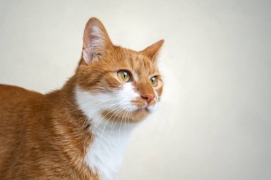 Kırmızı beyaz bir kedinin portresi. Hayvan evlat edinme. Hayvan bakımı. Evcil hayvanlar ve duygusal sağlık..