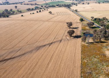 Canowindra is an important agricultural area with varius crops such as wheat grown. - Canowindra NSW Australia clipart