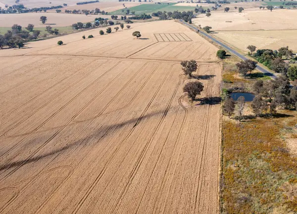 stock image Canowindra is an important agricultural area with varius crops such as wheat grown. - Canowindra NSW Australia