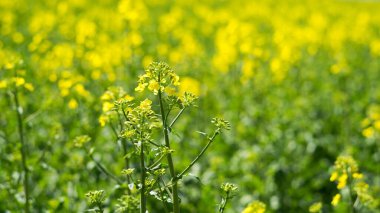 Kolza tohumu (Brassica napus), yağ tohumları için yetiştirilen bir ekintir..