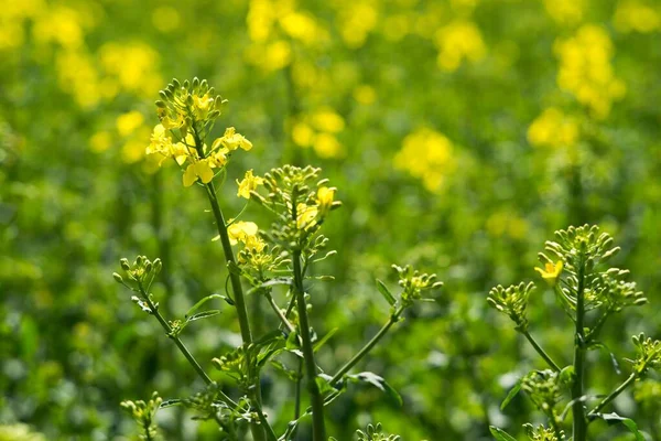 ラペシード Brassica Napus 主に油を生産するために使用される油種のために栽培される作物である — ストック写真