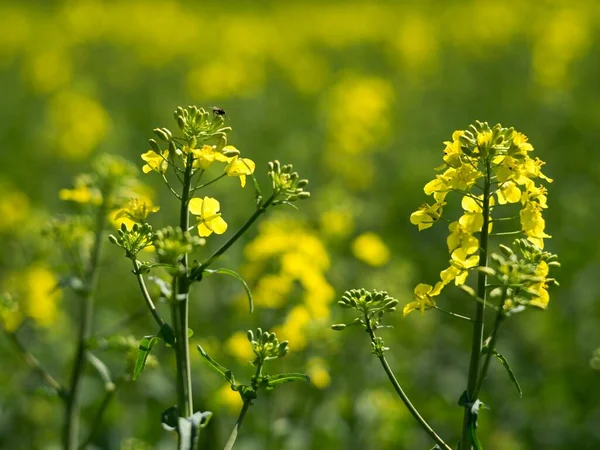 Raps Brassica Napus Ist Eine Pflanze Die Für Ölsaaten Angebaut — Stockfoto