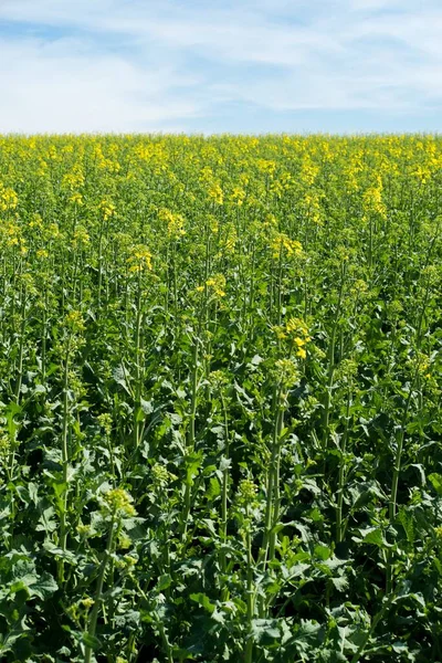 Kolza tohumu (Brassica napus), yağ tohumları için yetiştirilen bir ekintir..