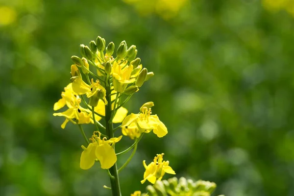 油菜籽 Brassica Napus 是一种油籽作物 主要用于生产石油 — 图库照片